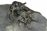 Spiny Ceratarges Trilobite - Zireg, Morocco #354426-5